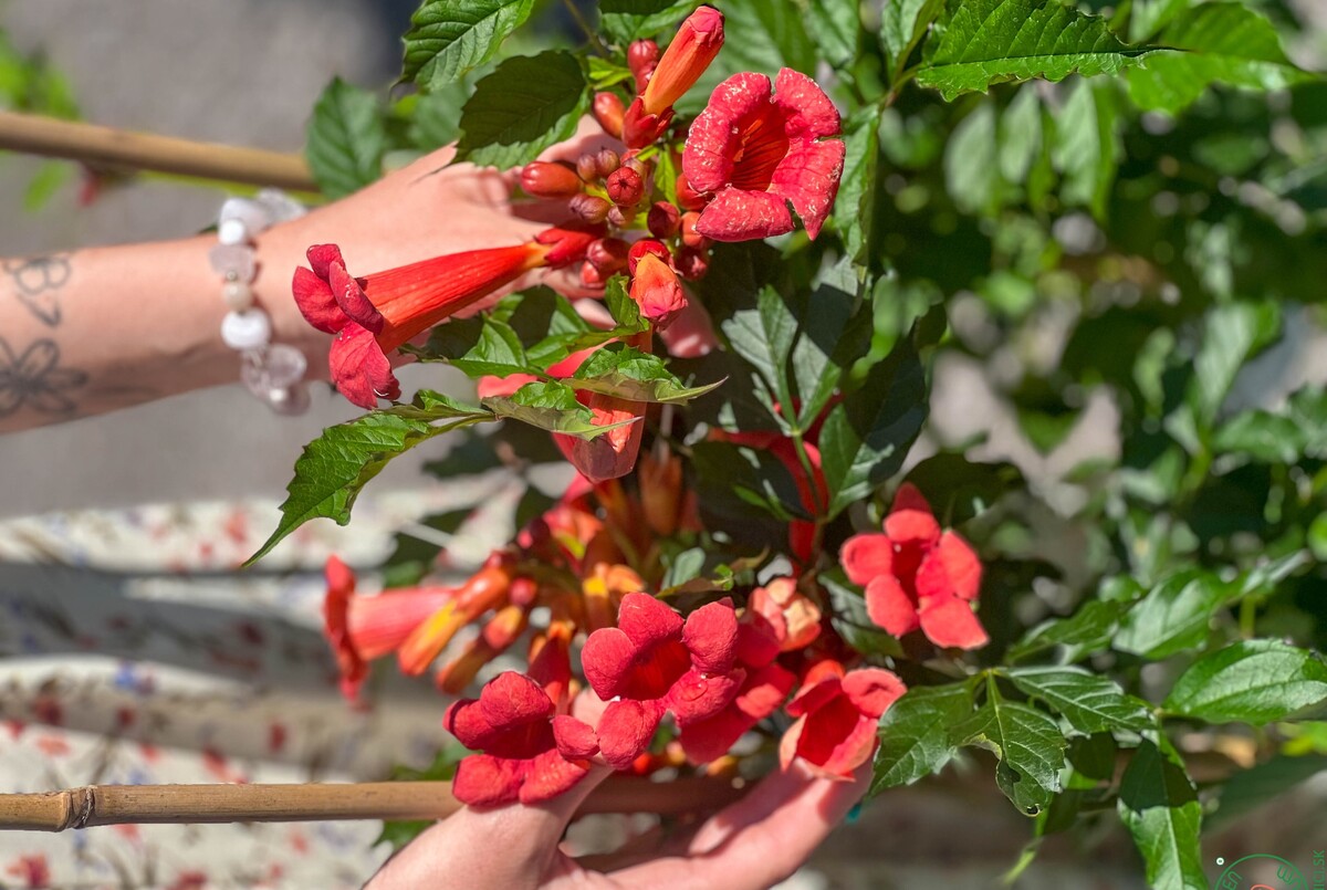 campsis trubkovce