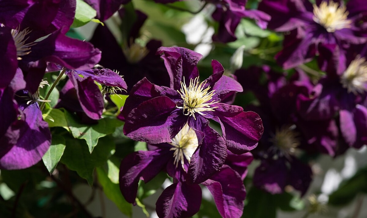 clematis plamienok