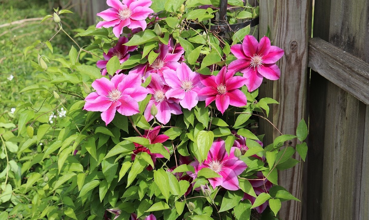 clematis ruzovy kvet