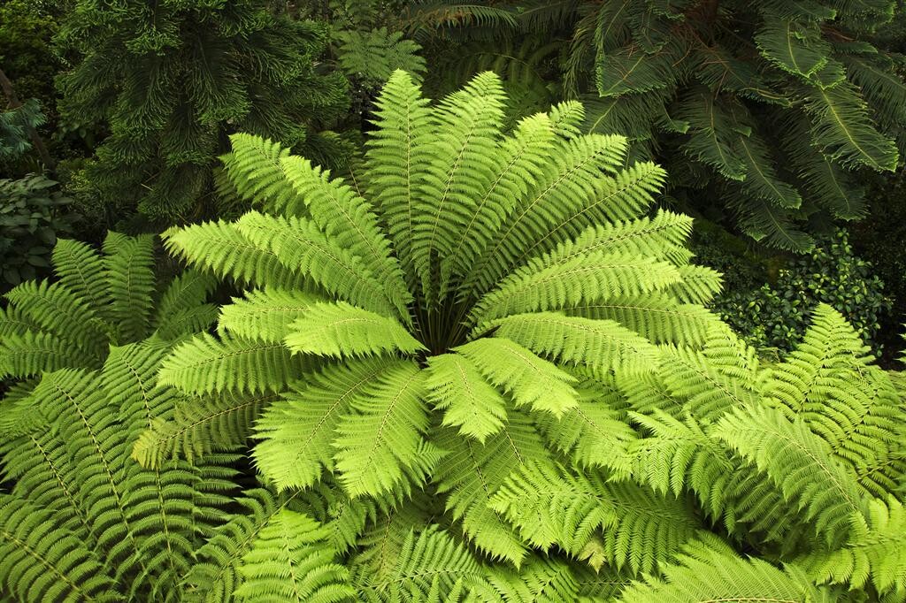 Dicksonia antarctica