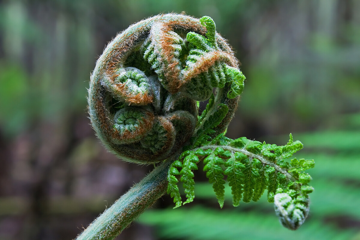 diksonia antarkticka