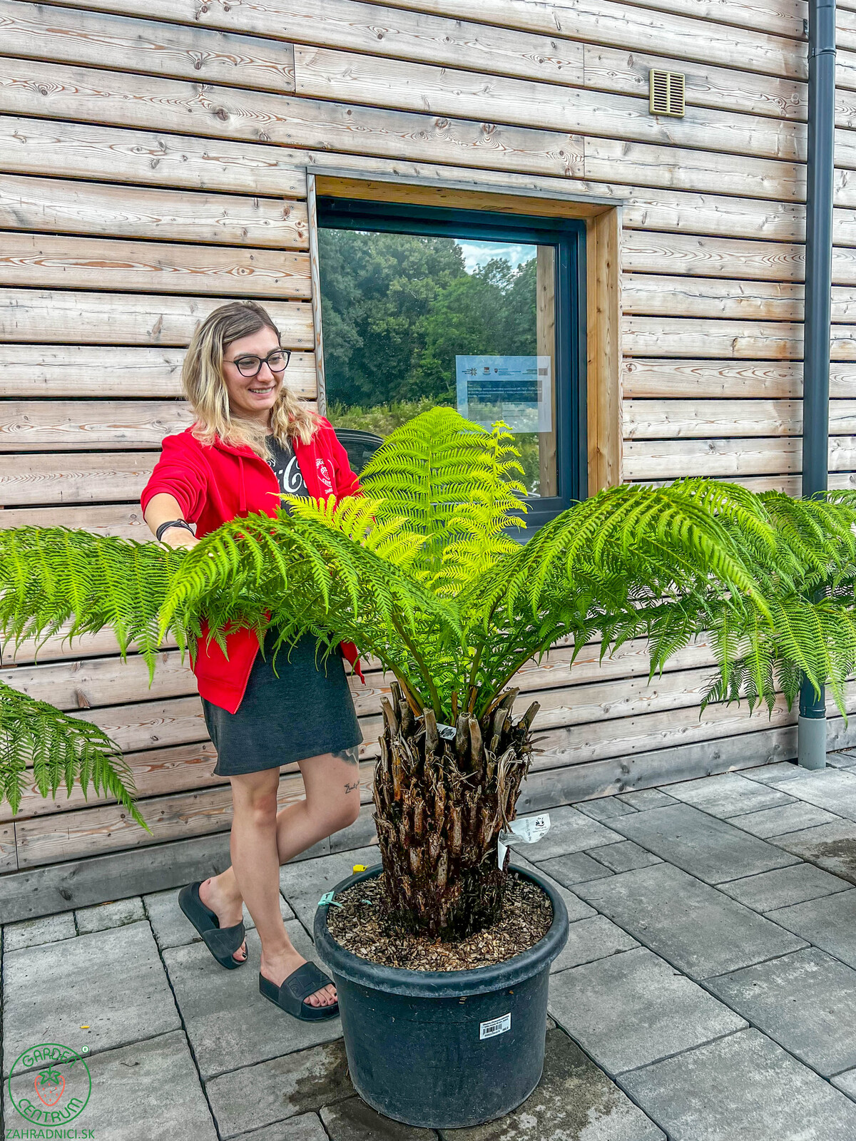 diksonia antarctica antarkticka