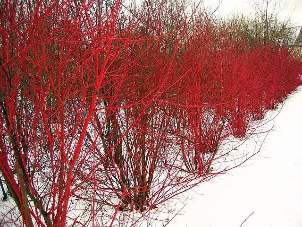 Drien Cornus sericea