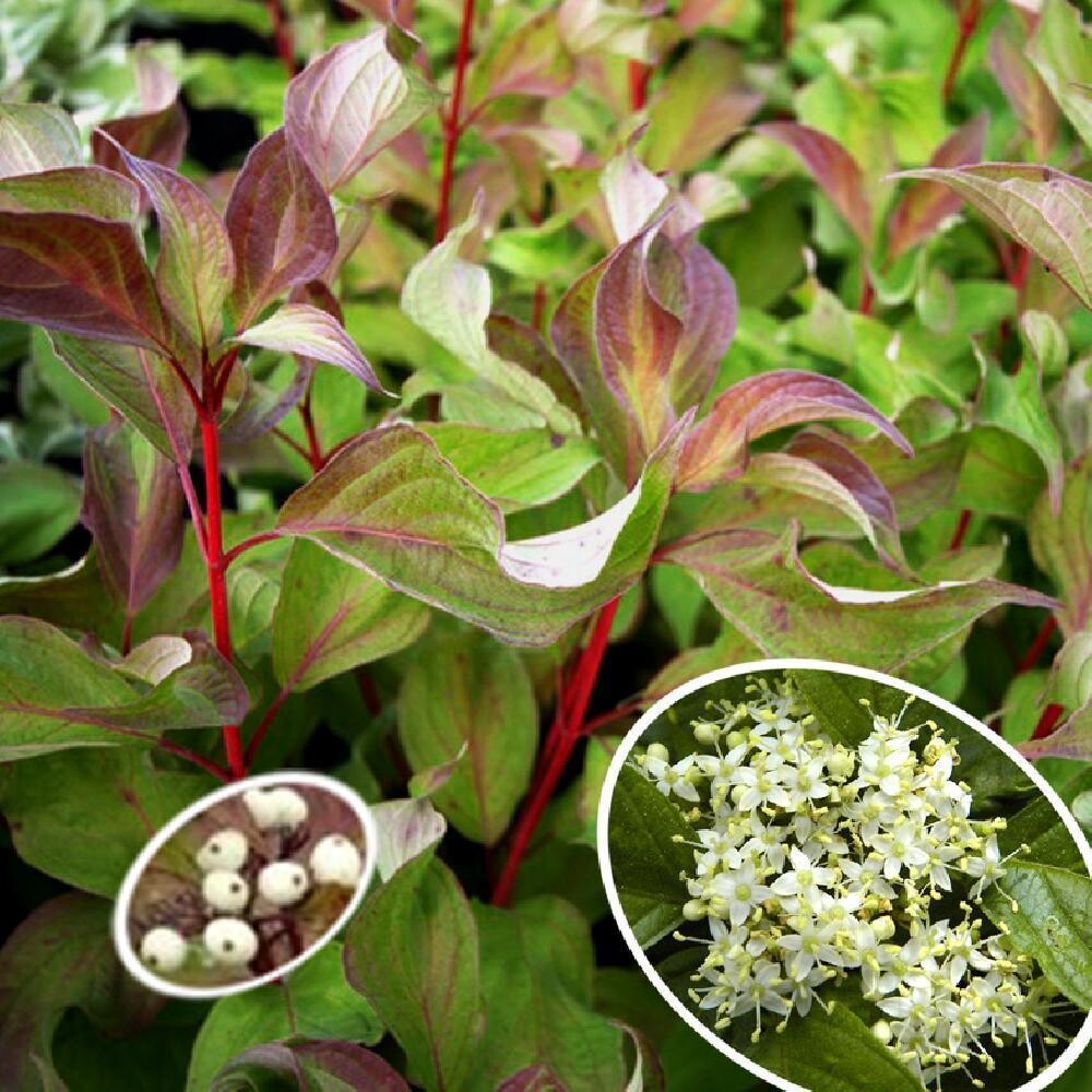 cornus alba