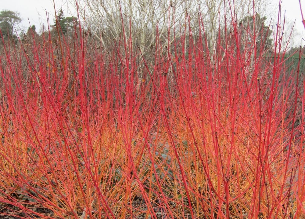 drien midwinter fire 