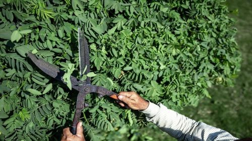 old-gardener-cuts-bush-with-large-metal-old-pruning-shears_169016-10698