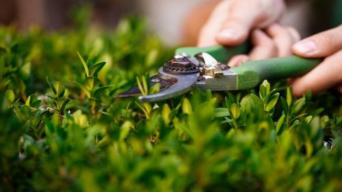 young-florist-taking-care-flowers-hands-close-up_176420-2077