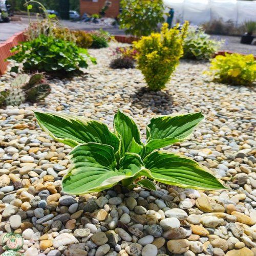hosta-france1