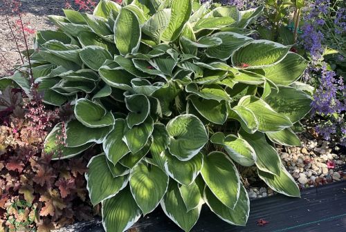 Jedna z najobľúbenejších trvaliek – Funkia (hosta)