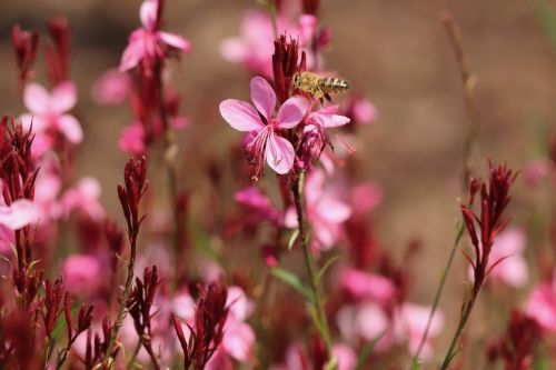 Gaura – ideálna na výsadbu do voľných záhonov a skaliek