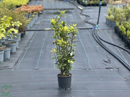 vavrin-pravy-laurus-nobilis