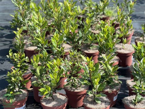 bobkovy-list-laurus-nobilis