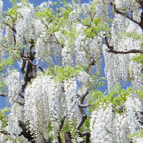 CFD10872_Wisteria_White
