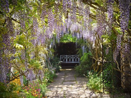 pergola-with-wisteria_2000x1500