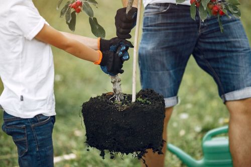 father-with-little-son-are-planting-tree-yard
