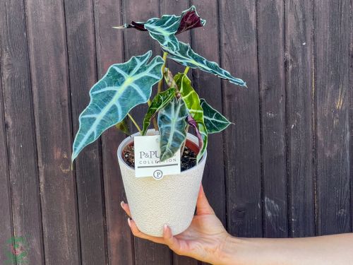 alocasia_cucullata