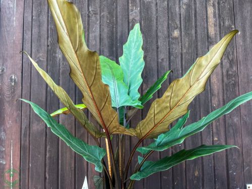alokazia-lauter-bachiana_copy_1