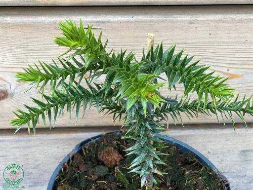 araucaria-araucana-andska