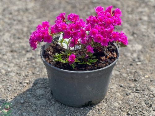 Azalka japonská (Azalea japonica) ´LADY DARK´
