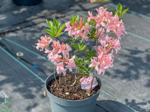 Azalka veľkokvetá (Azalea Mollis) ´SOIR DE PARIS´