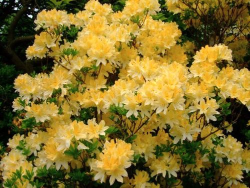 Azaela_japonica_ANNEKE_azalka_japonska_-_kvety_krik
