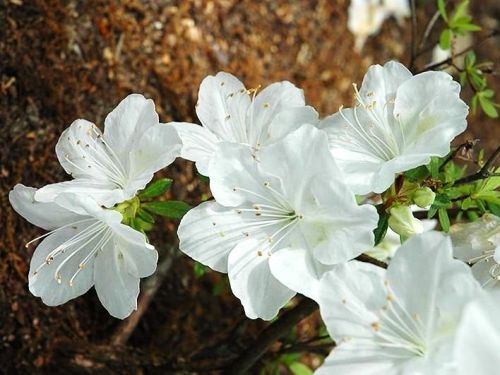 Azaela_japonica_PALESTRINA_BLANCHE_azalka_japonska_-_detail_kvetu