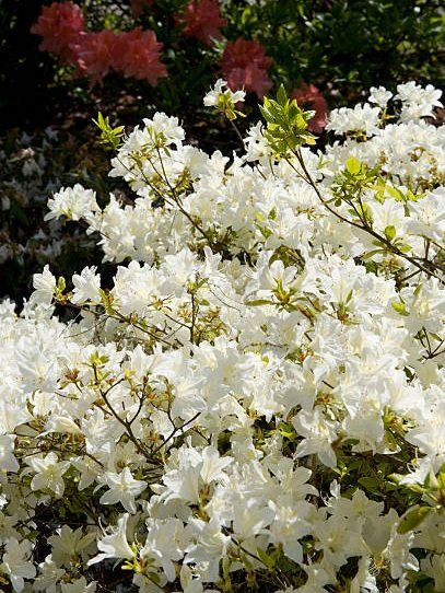 Azaela_japonica_PALESTRINA_BLANCHE_azalka_japonska_-_krik_kvet