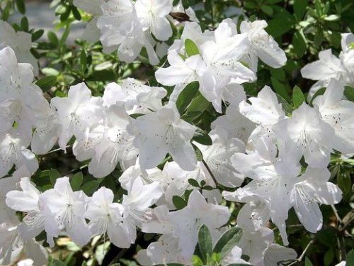Azaela_japonica_PALESTRINA_BLANCHE_azalka_japonska_-_kvety_2