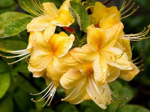 Azaela_japonoica_ANNEKE_azalka_japonska_-_zlte_kvety_2