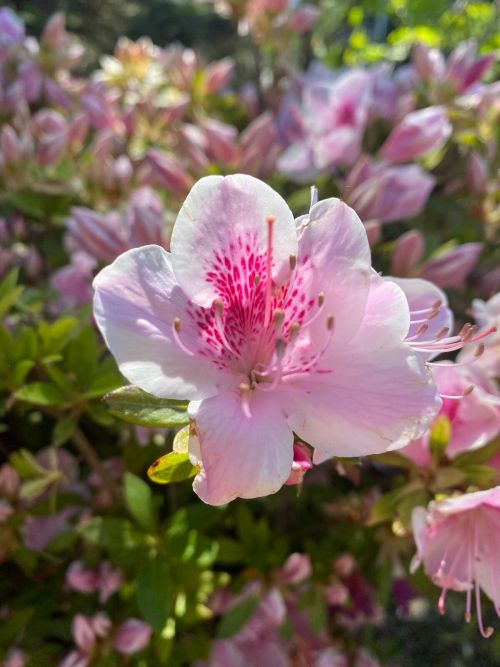 Azalea_japonica_OCCHIO_DI_PERNICE_azalka_japonska_-_detail_kvetu