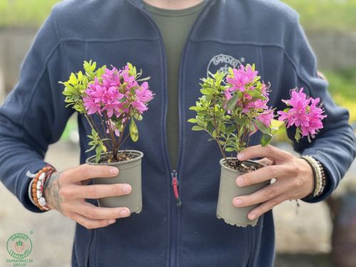 Azalka_japonska_Azalea_japonica_GEISHA_PURPLE_P9_1