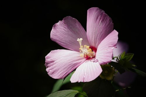 flower-4379251_1280