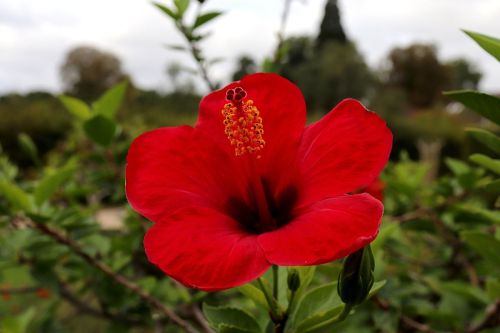 flower-5609857_1280
