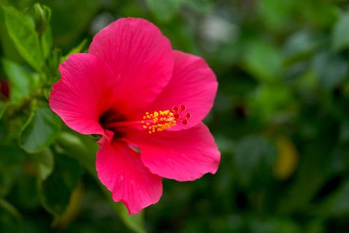 hibiscus-7537086_1280