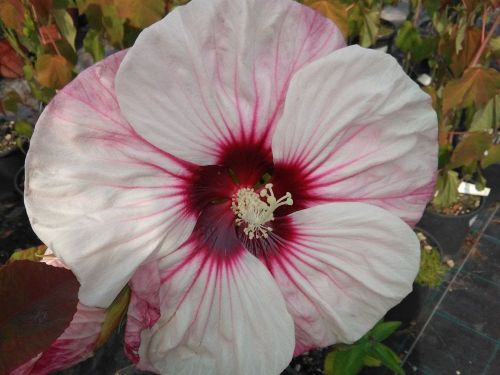 hibiscus-moscheutos-summerific-cherry-cheesecake