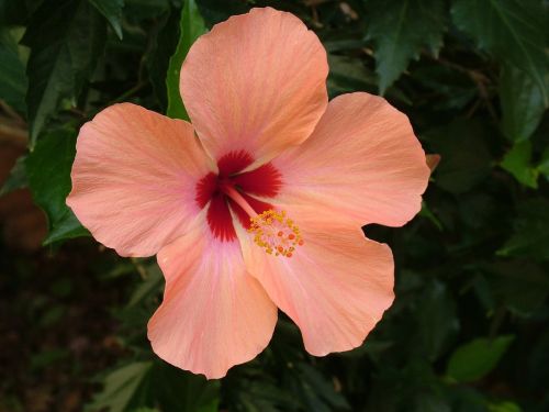 plant-101619_1280