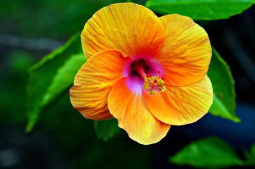 yellow-hibiscus-7931319_1280