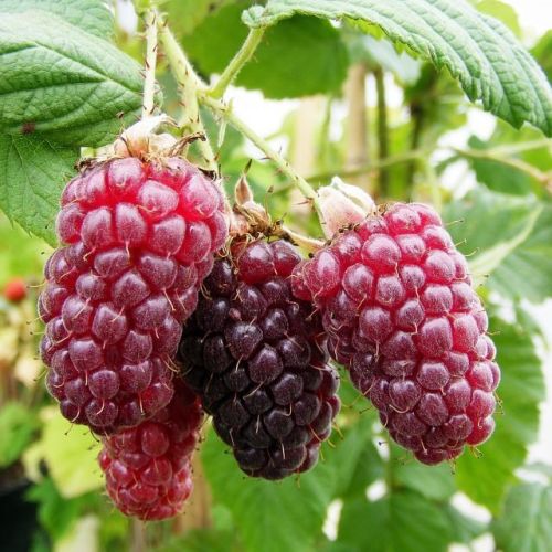 Tayberry_copy_3