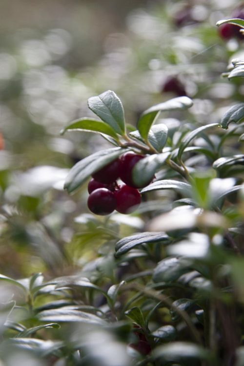 fruit