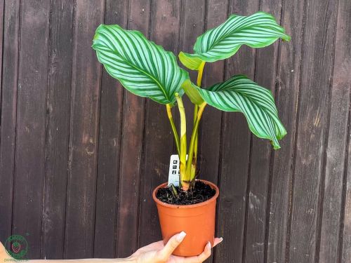 kalatea-calathea-orbifolia_2