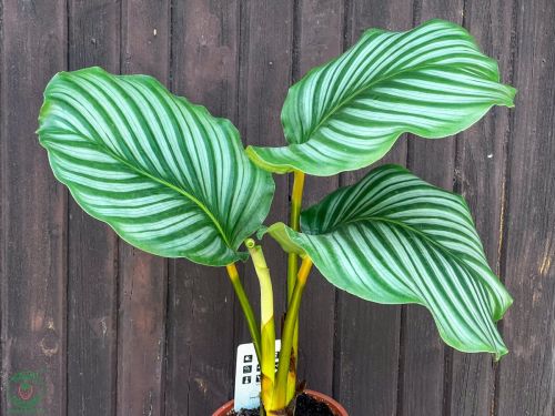 kalatea-calathea-orbifolia