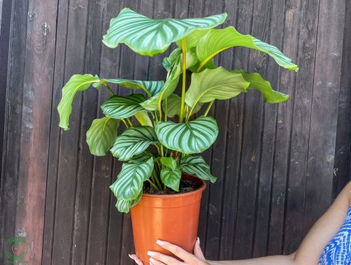 kalatea-gulatolista-calathea-orbifolia_3