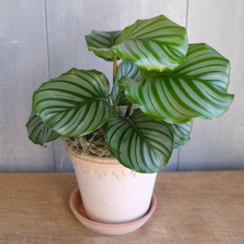 kalatea-gulatolista-calathea-orbifolia_5