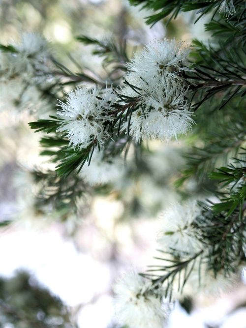 Callistemon v nežnej bielej farbe