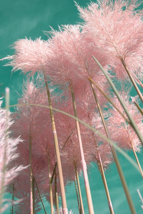 Cortaderia selloana 'Rendatleri' má ružové kvety a dosahuje výšku až 2,5 metra