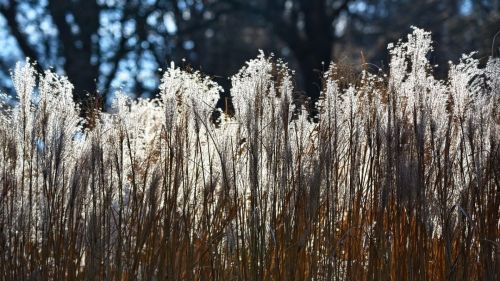 Cortaderia selloana 'Patagonia': so svojimi striebornými kvetmi je ideálna pre väčšie záhrady