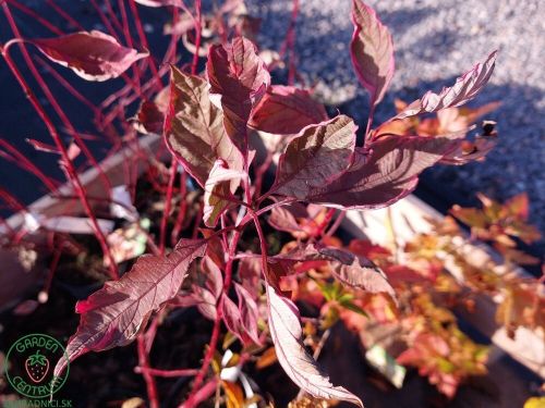 cornus-alba-drien-biely-miracle_4