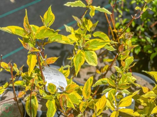drien-cornus-gouchaultii2_copy_1