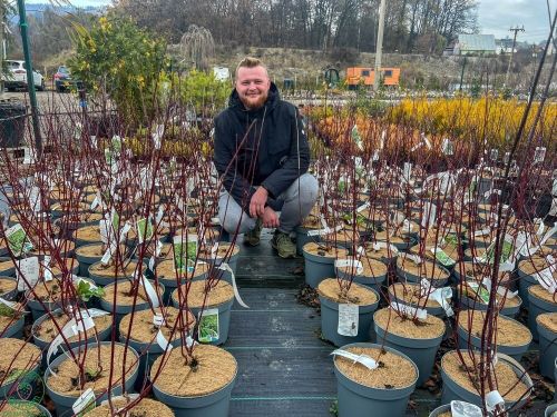 drien-cornus-gouchaultii