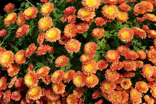 chrysanthemum-3805347_1280
